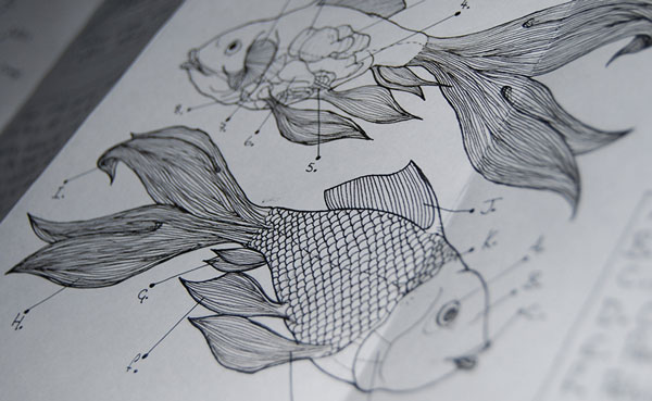 Anatomical drawing of a goldfish