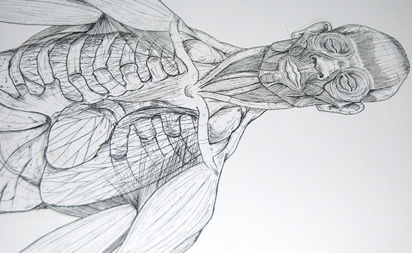 An anatomical sketch of a muscle-covered skeleton